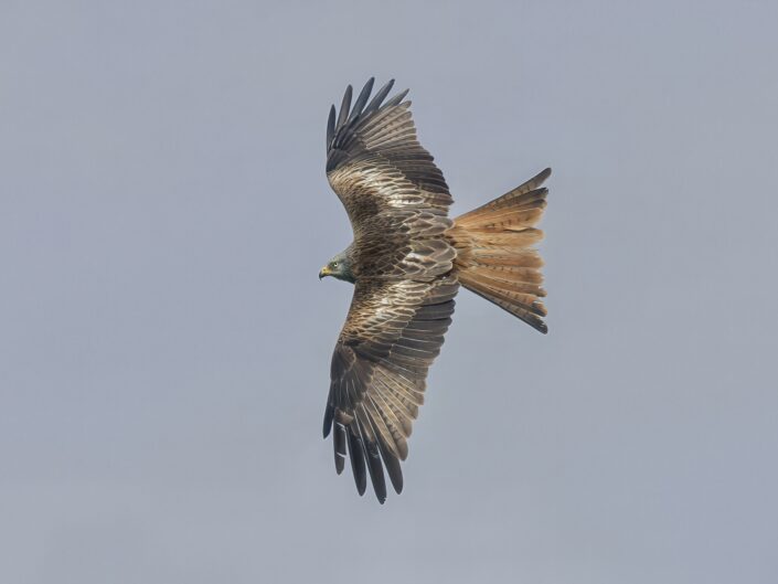 Milvus milvus, Red kite, Rotmilan