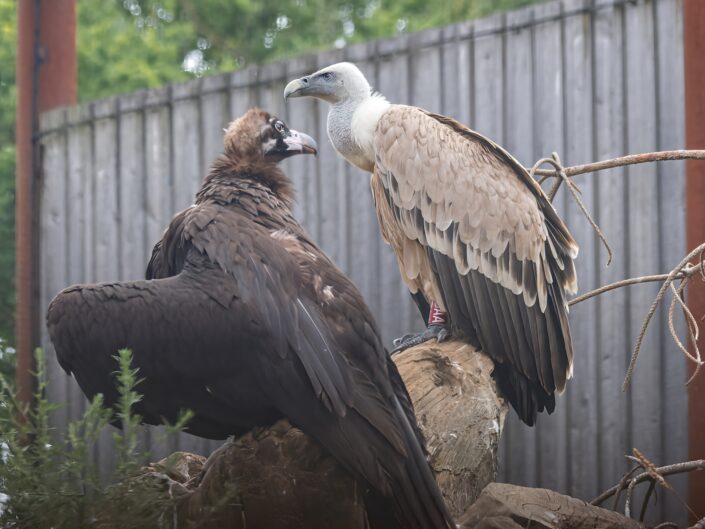 Gyps fulvus, Eurasian griffon vulture, Gänsegeier