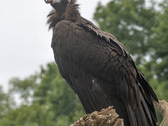 Aegypius monachus, Cinereous vulture, Mönchsgeier