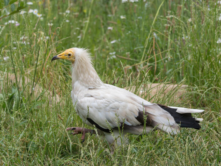 Neophron percnopterus, Egyptian vulture, Schmutzgeier