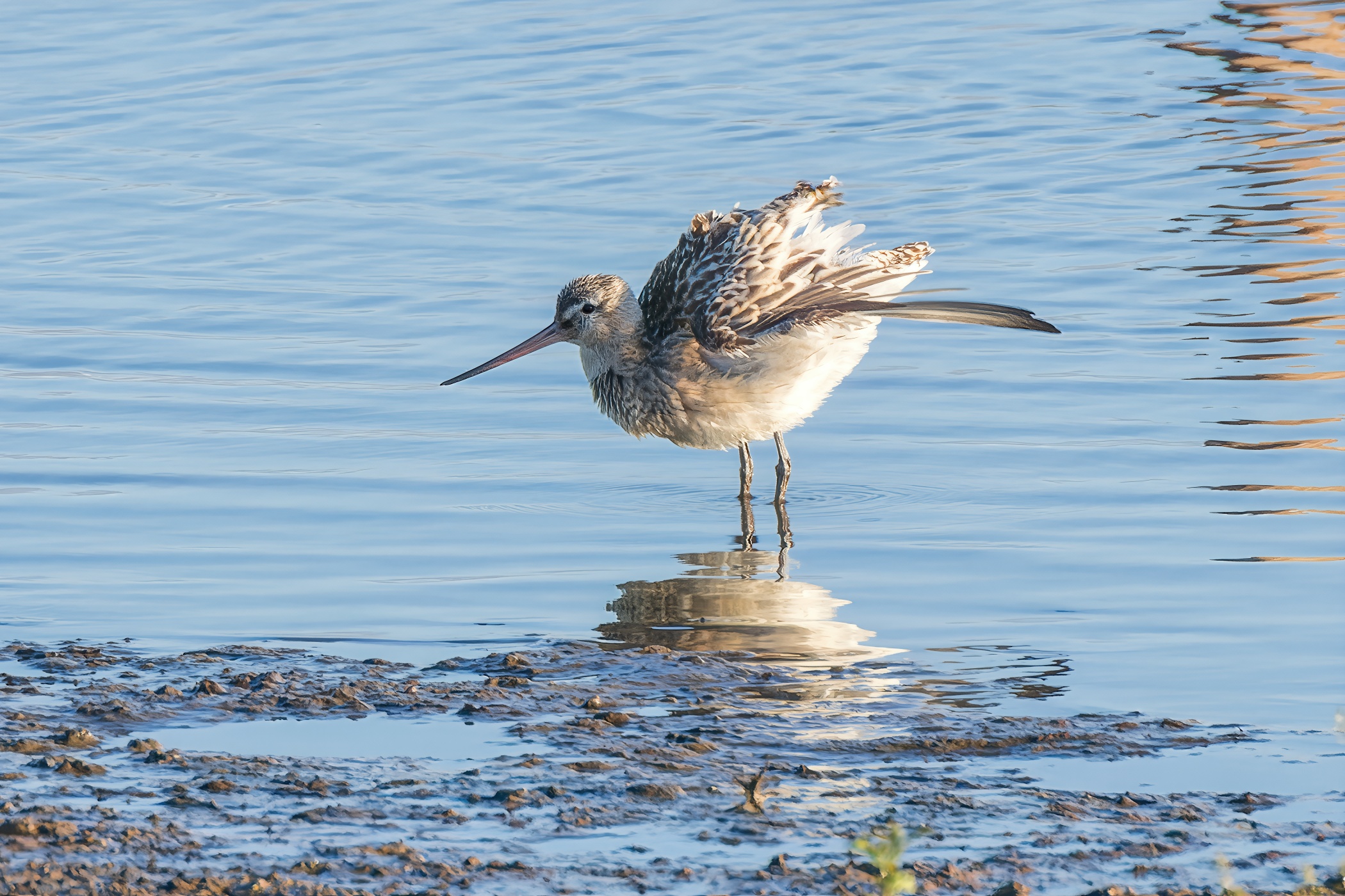 Bar-tailed godwit