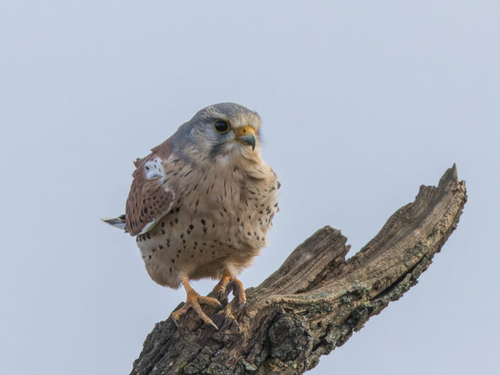 Common kestrel