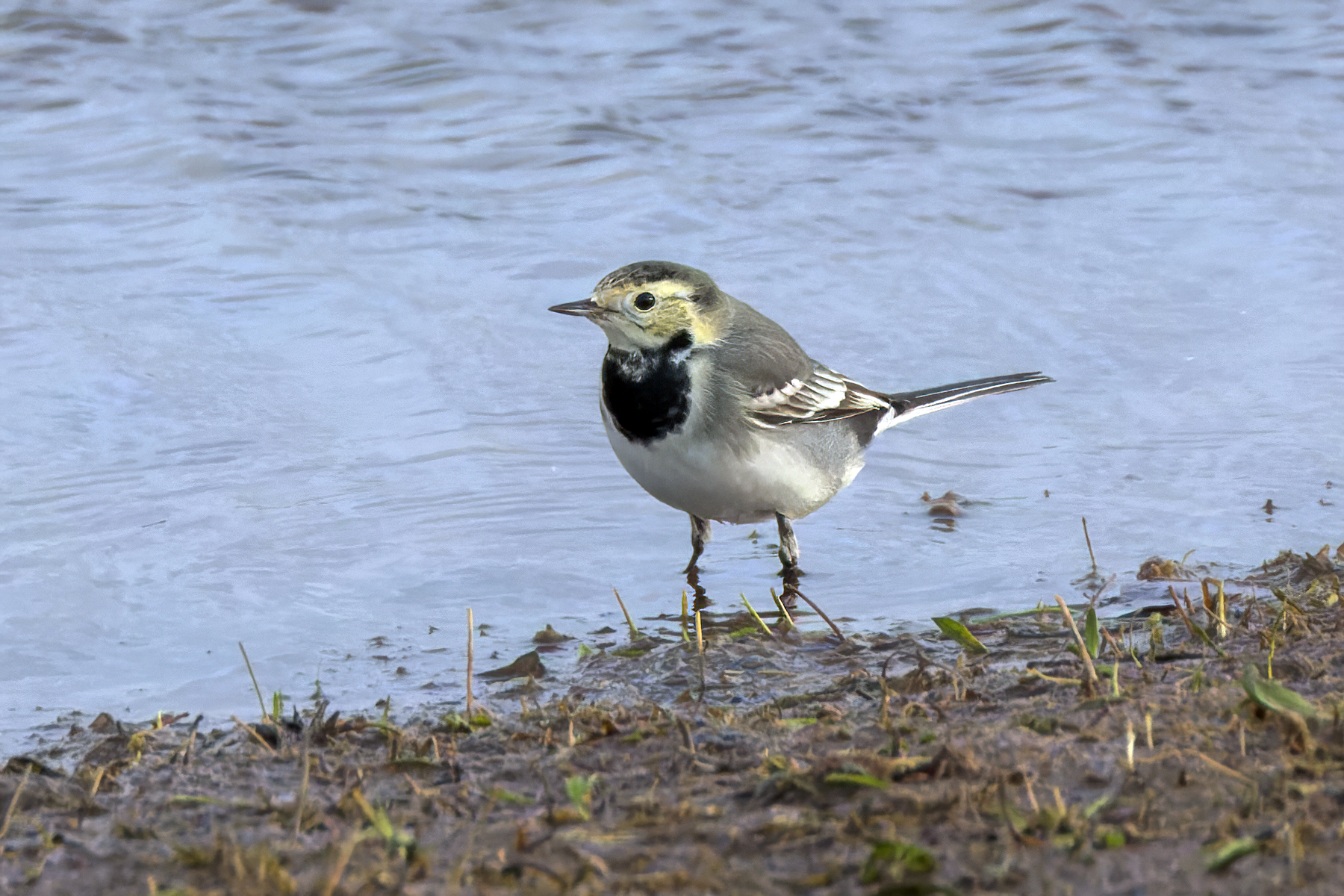 White wagtail