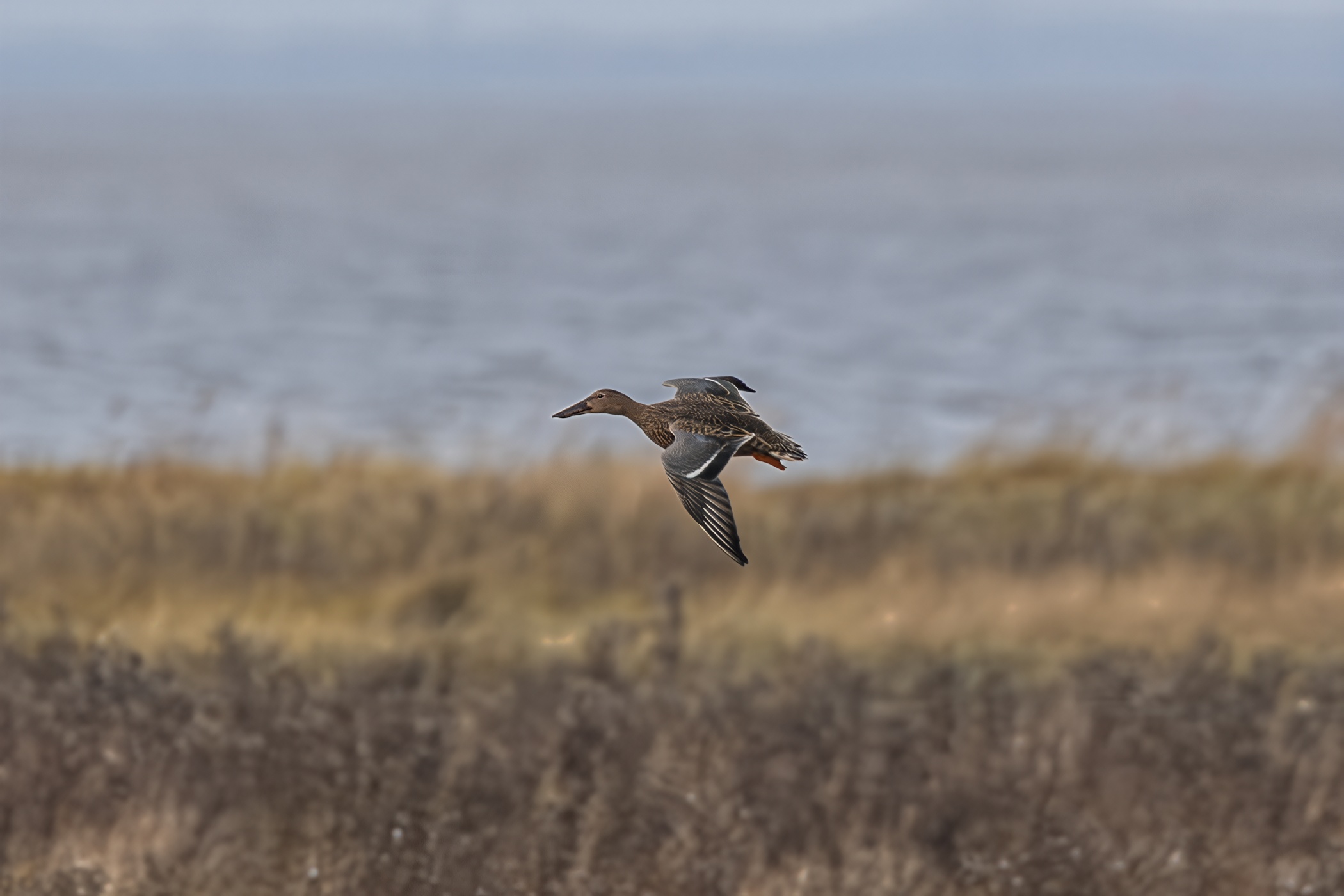 Northern shoveler, Sehestedt, 2025