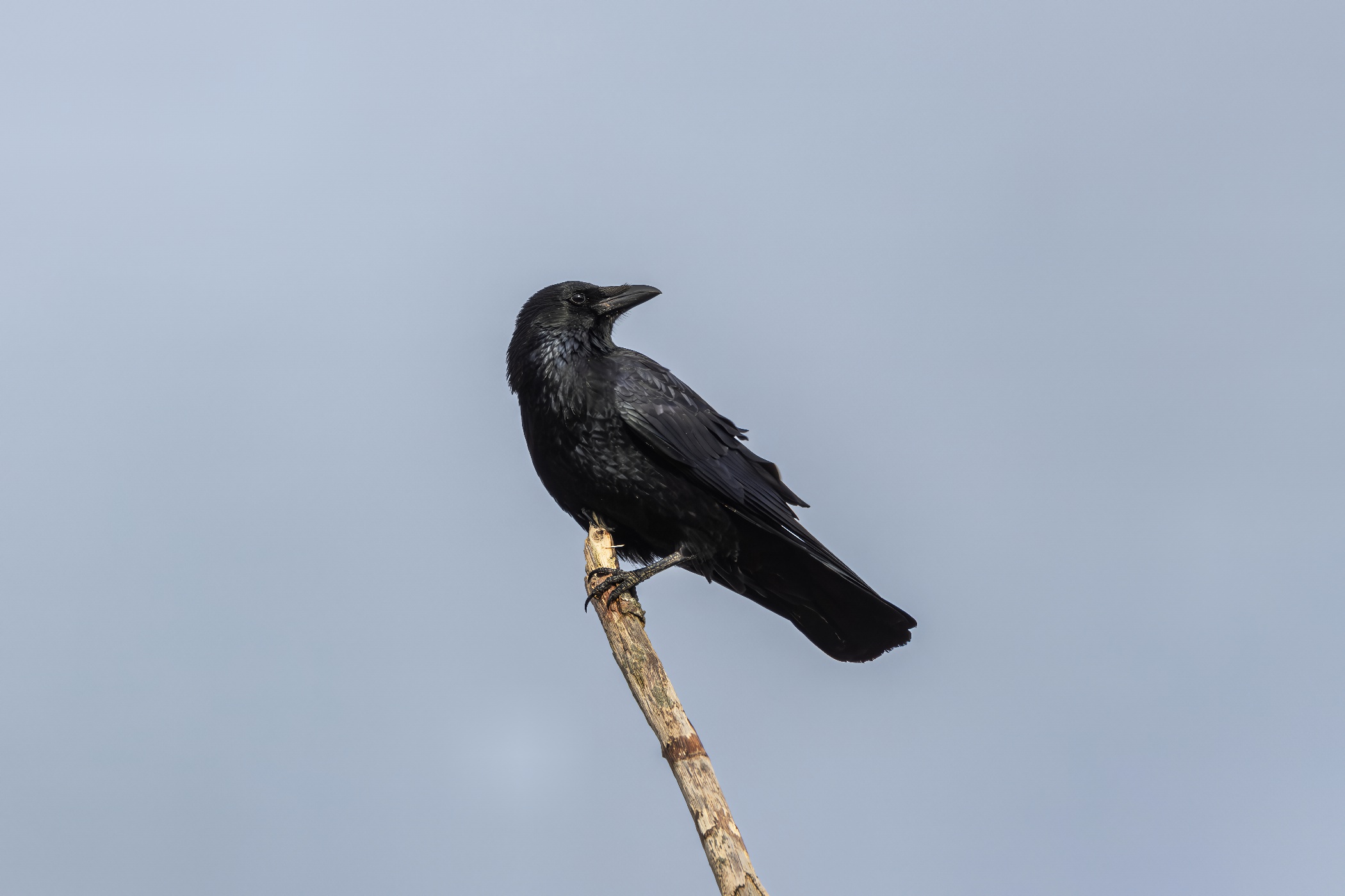 Carrion crow, Sehestedt, 2025