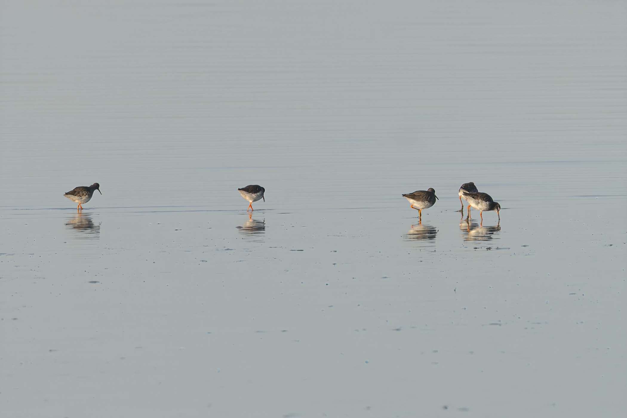 Redshanks, Dangast, 2025