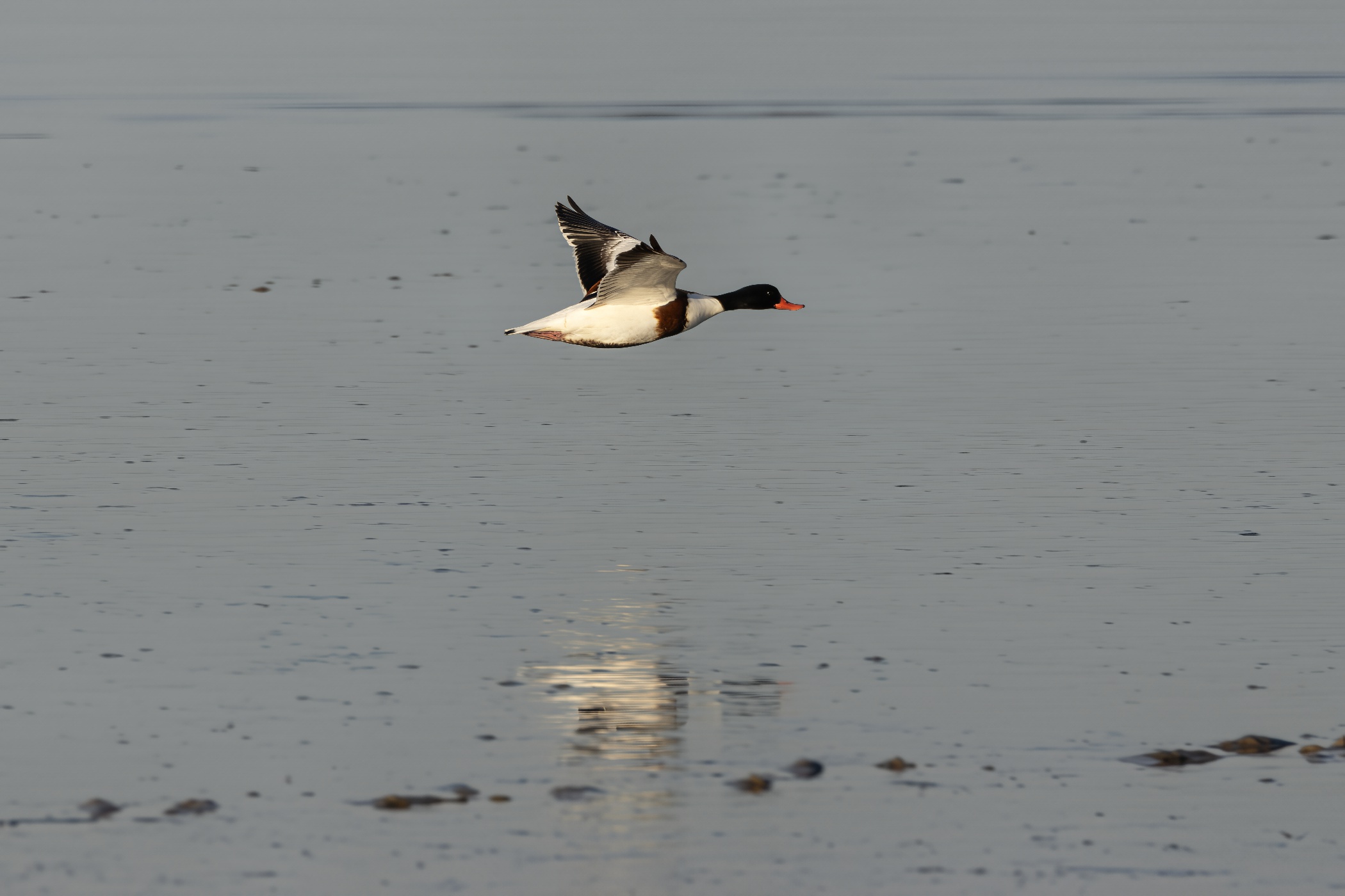 Common shelduck, Dangast, 2025