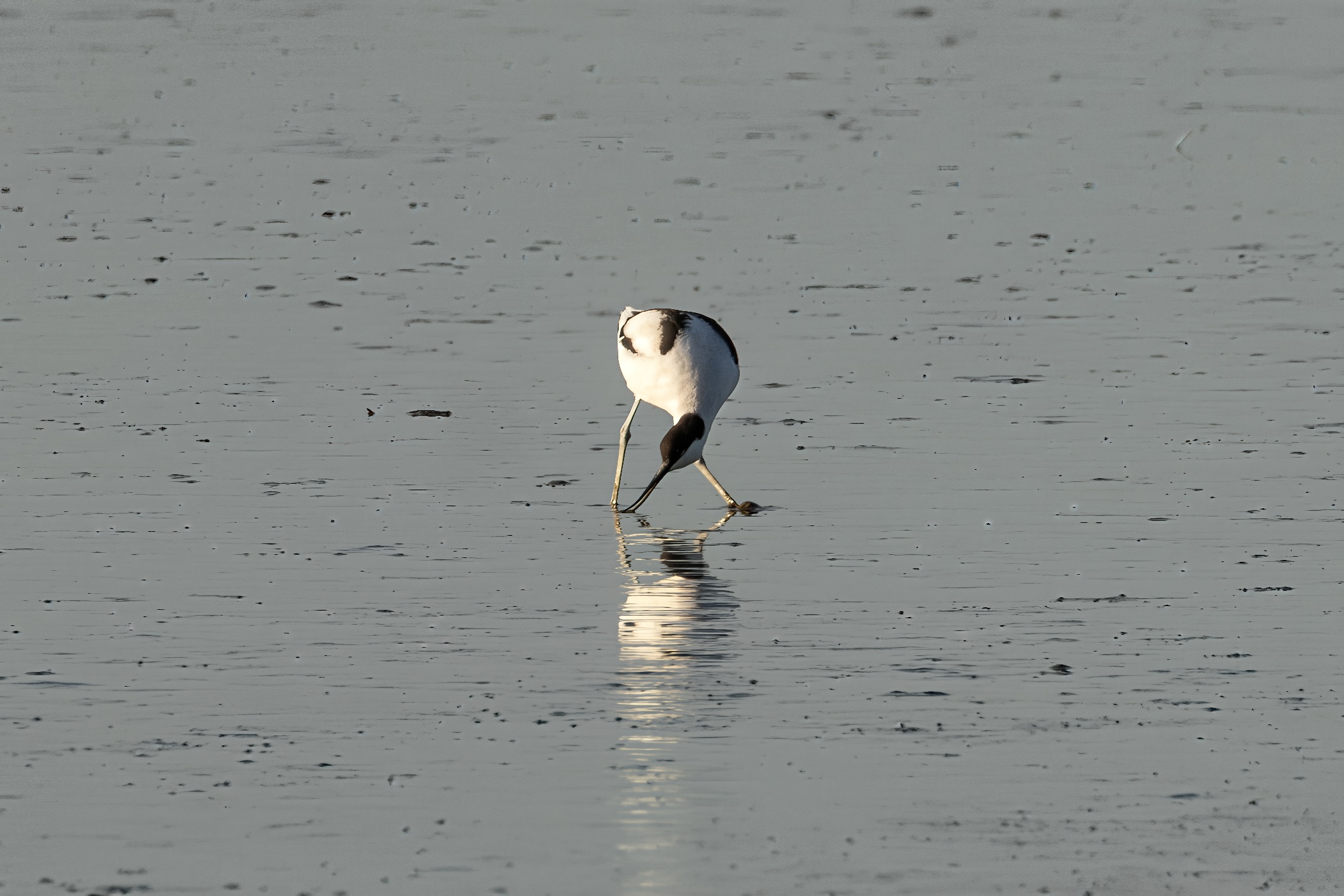 Avocet, Dangast, 2025