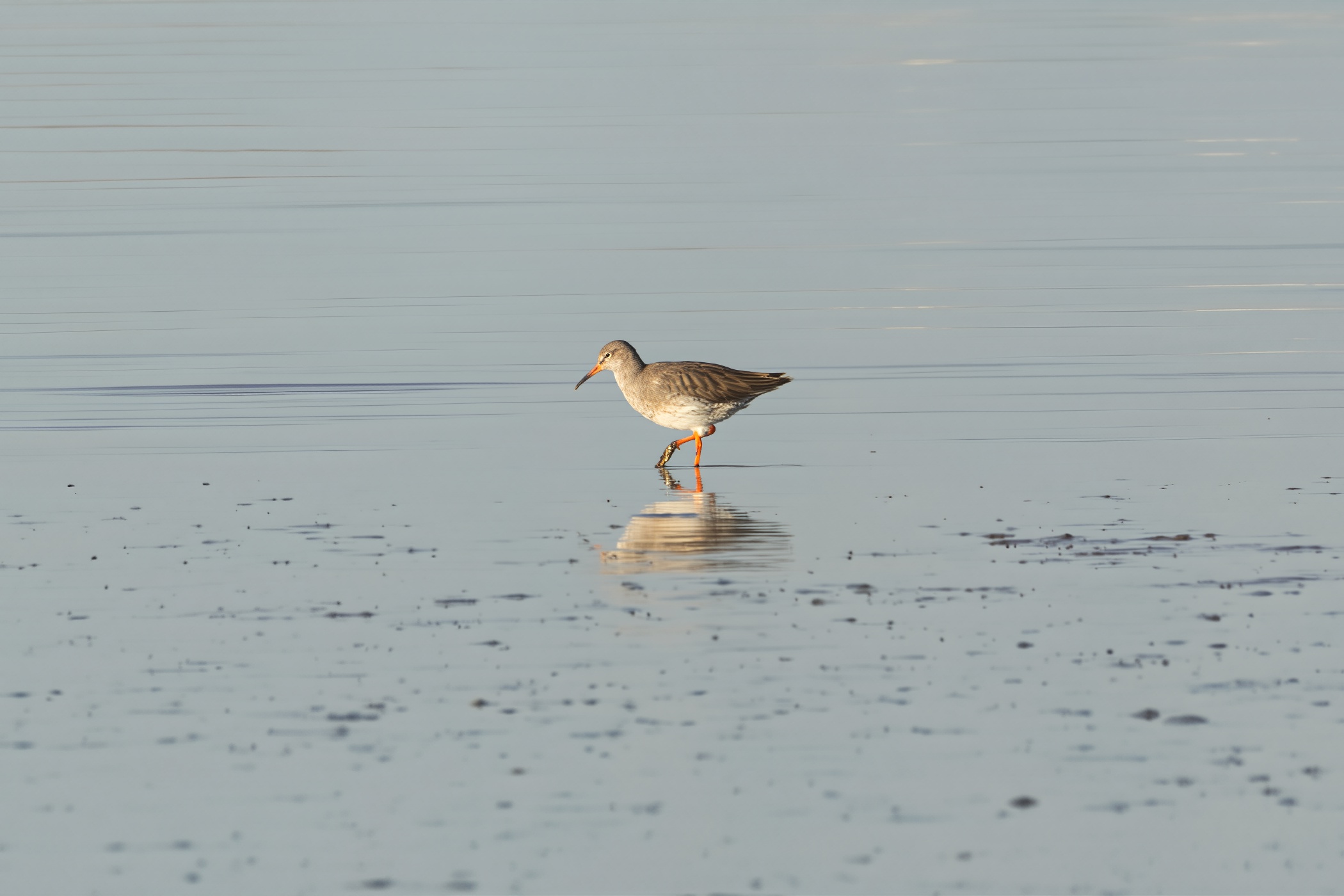 Redshank, Dangast, 2025