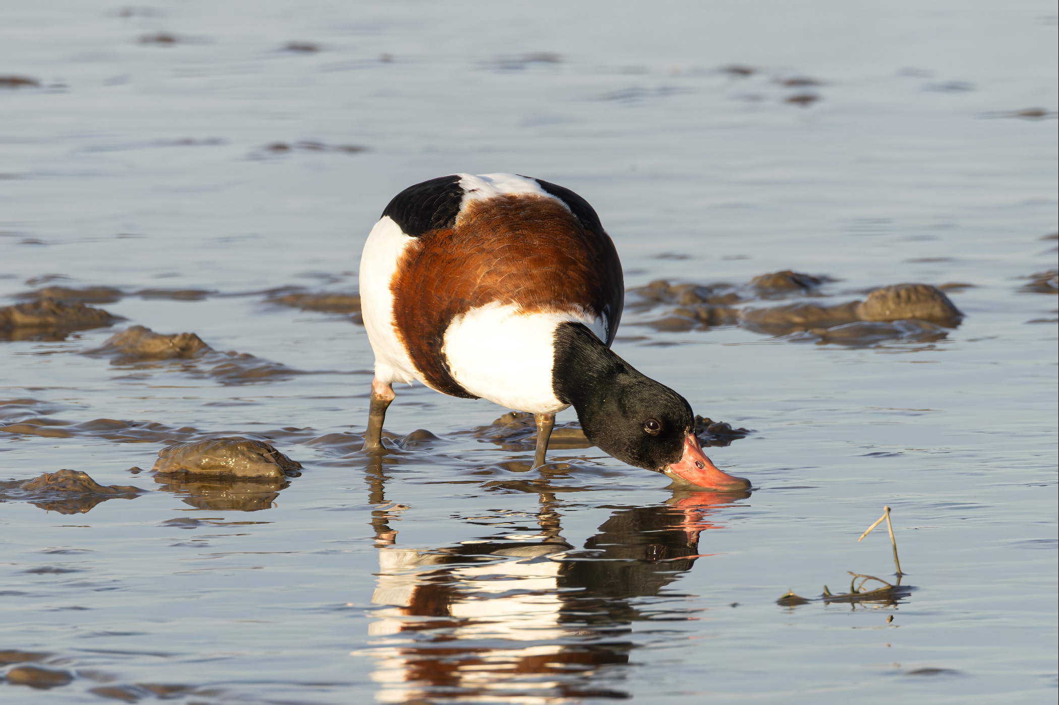 Common shelduck, Dangast, 2025
