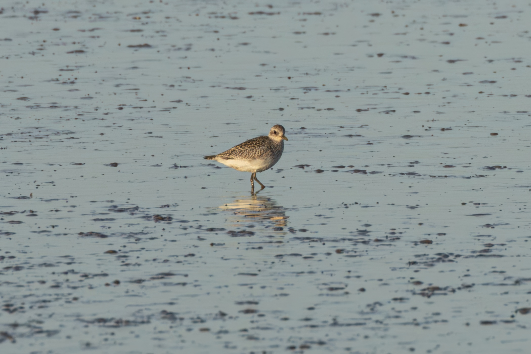 Grey plover, Dangast, 2025