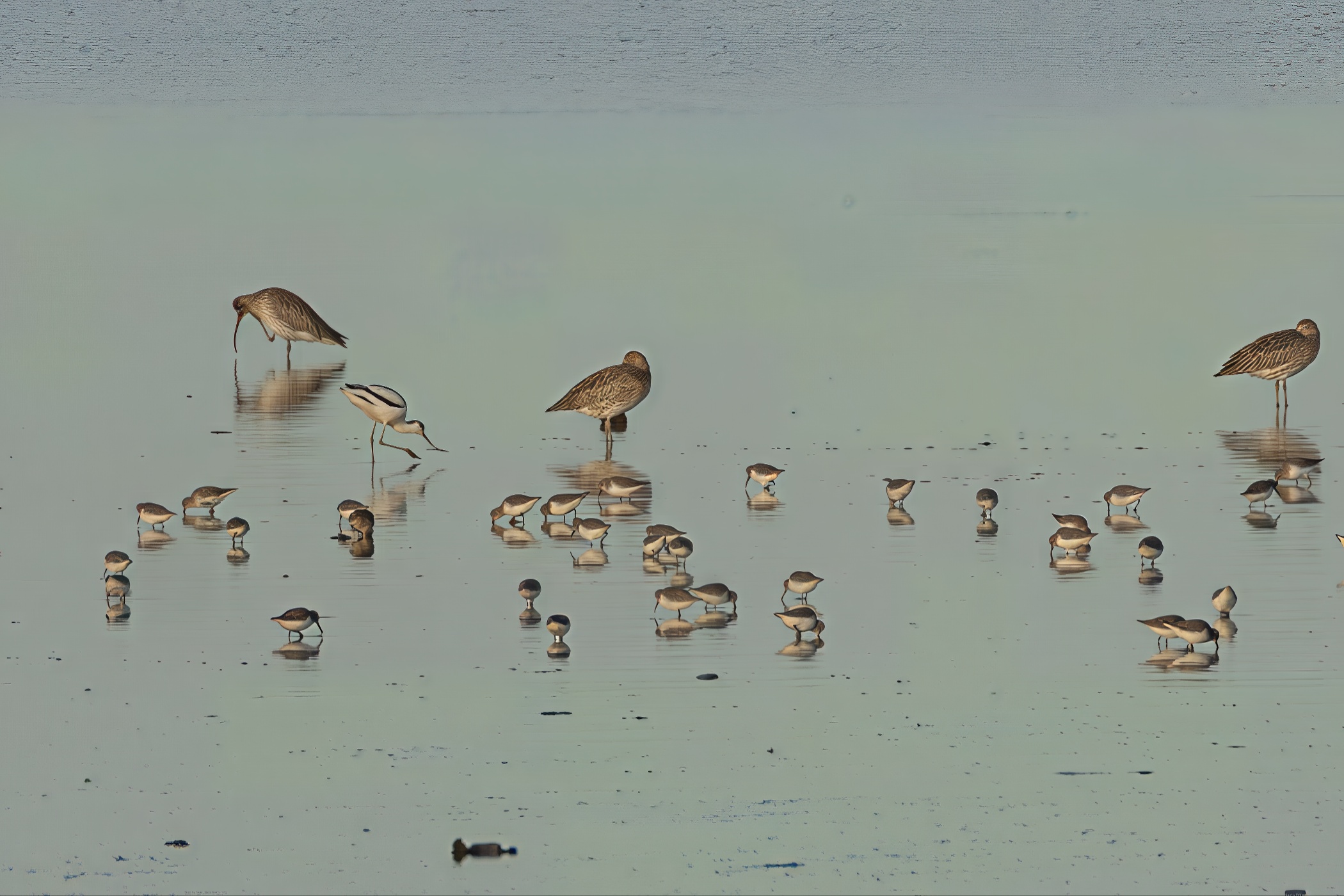Waders, Dangast, 2025