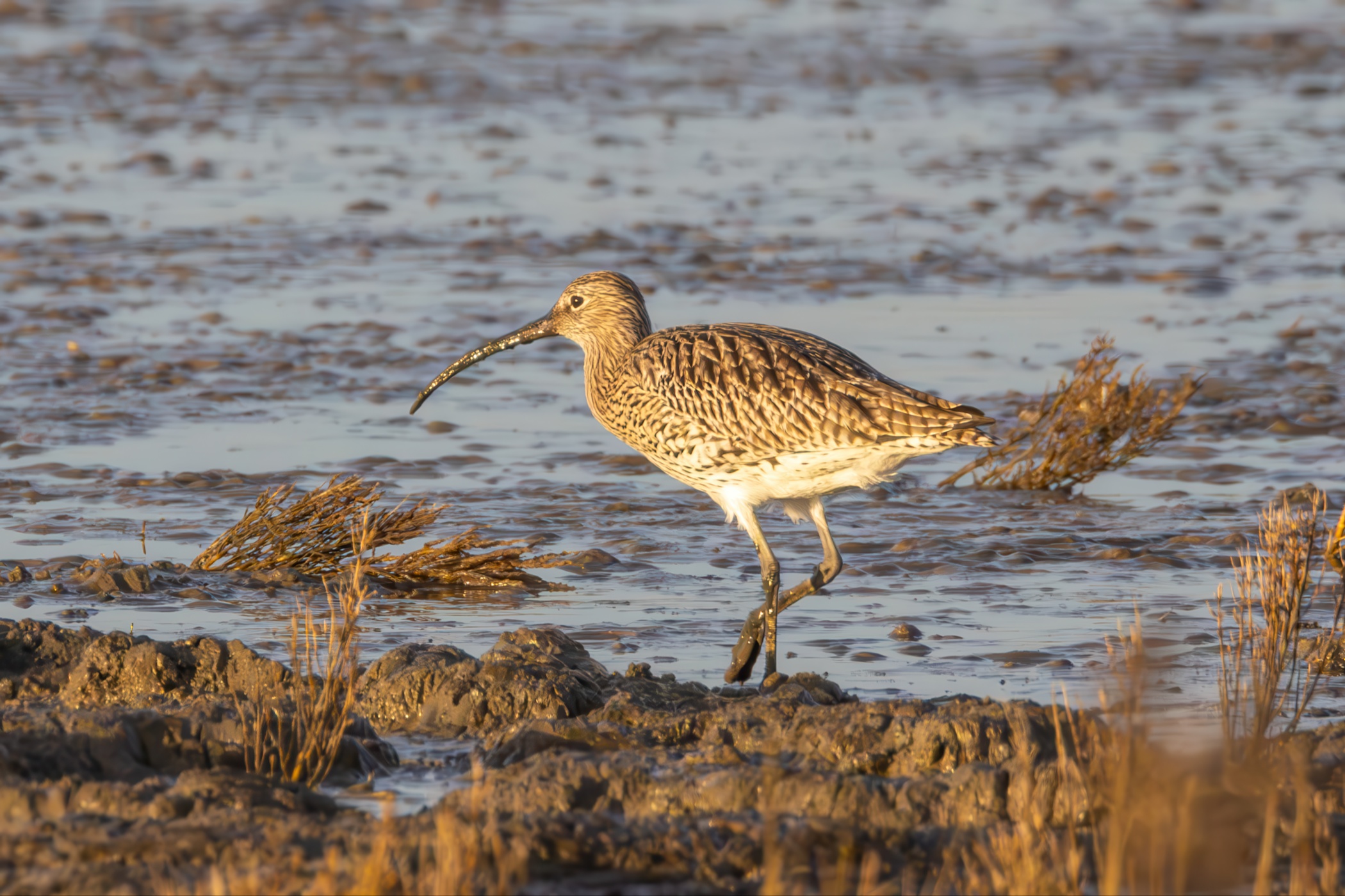 Curlew, Dangast, 2025